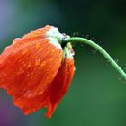 Mohn*Tag