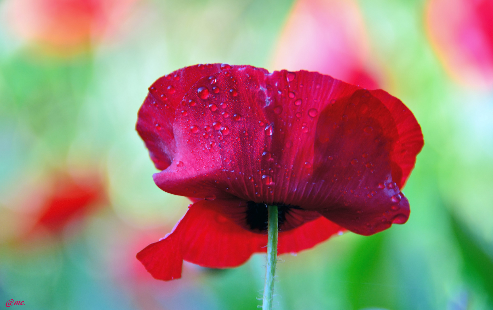 Mohn*Tag*