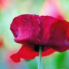 Mohn*Tag*