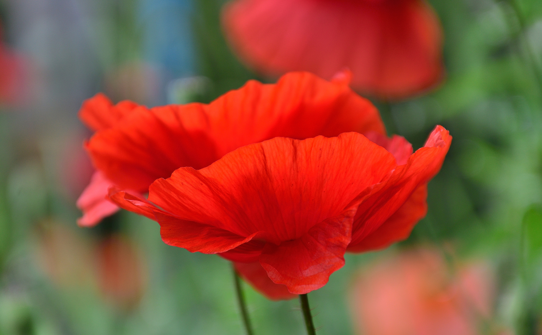 Mohn*Tag