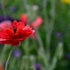 Mohn*Tag