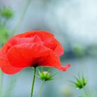 MOHN_Tag