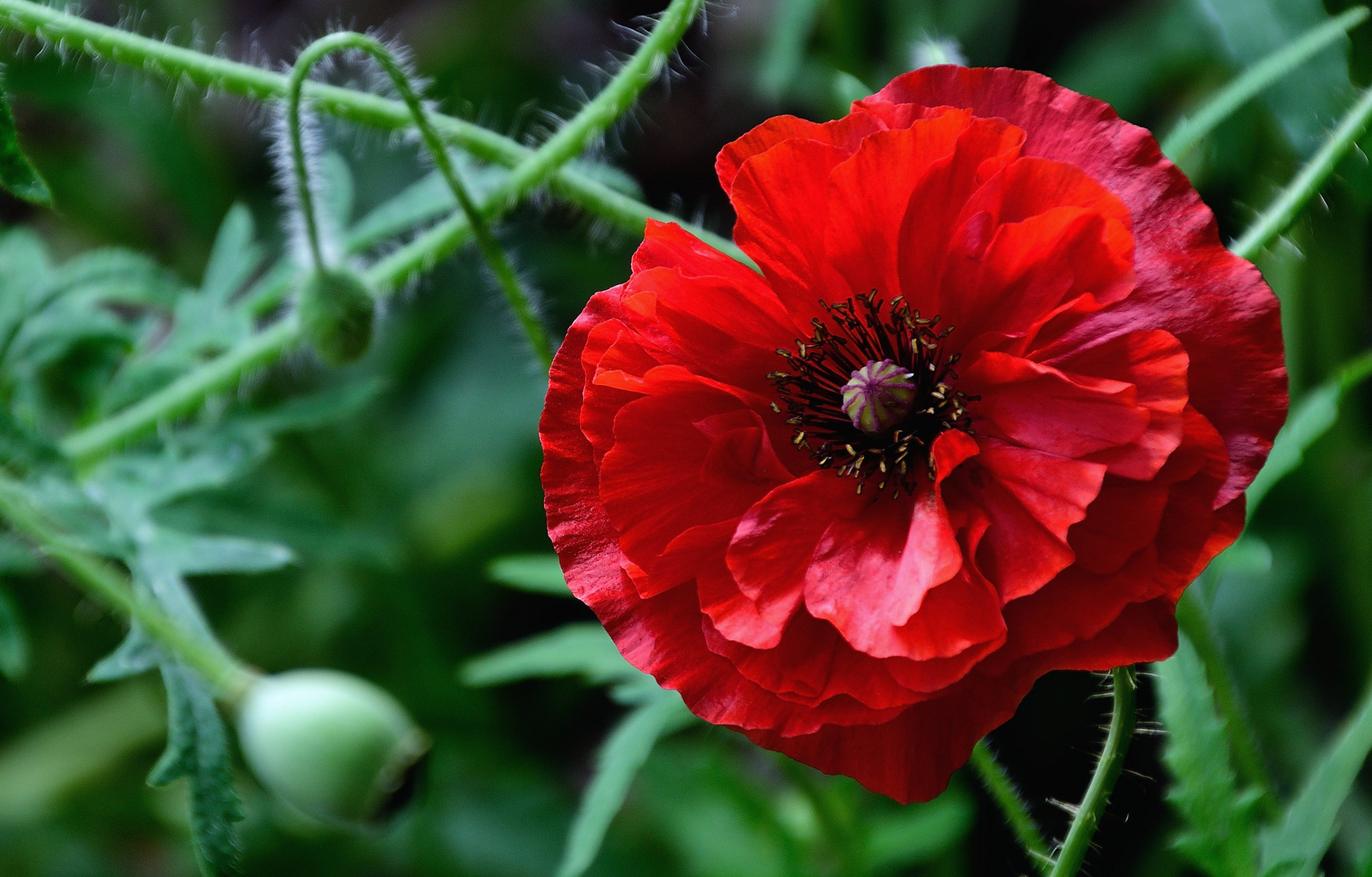 Mohn*Tag