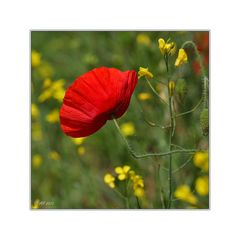 Mohn