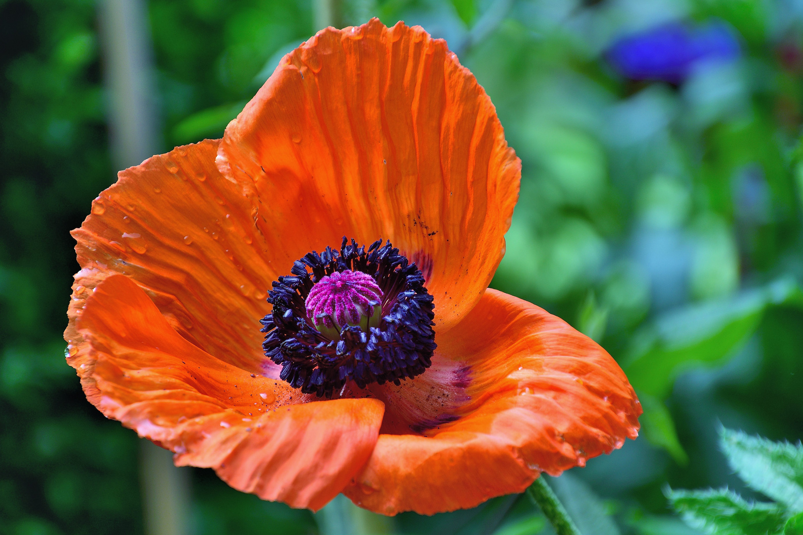 Mohn*Tag