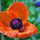 Mohn*Tag