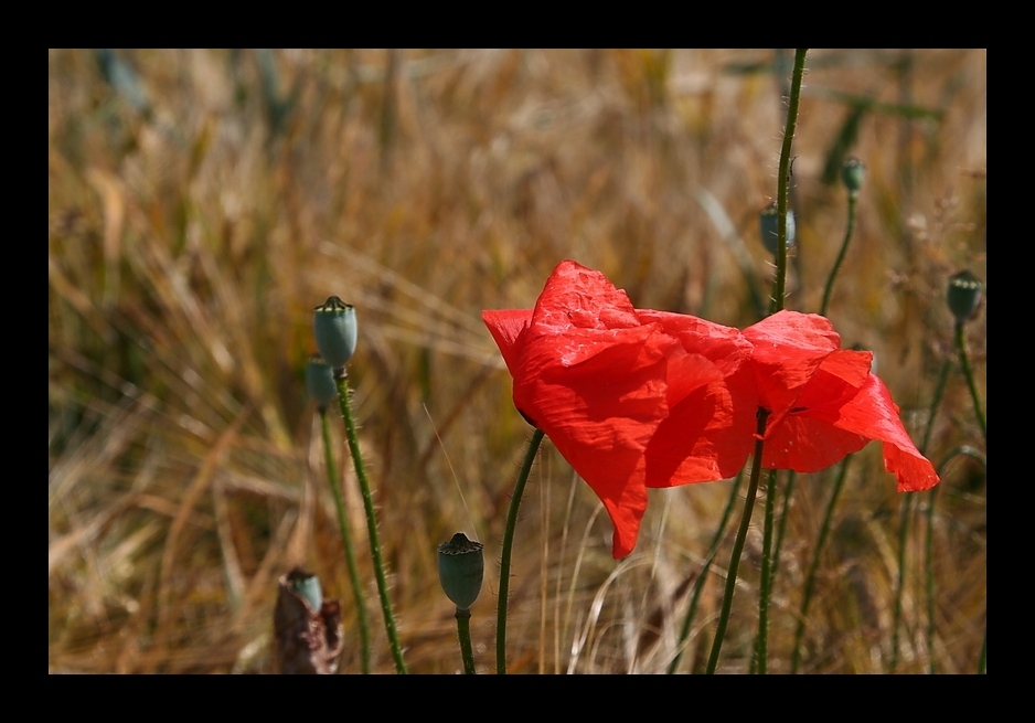 Mohn(tag)