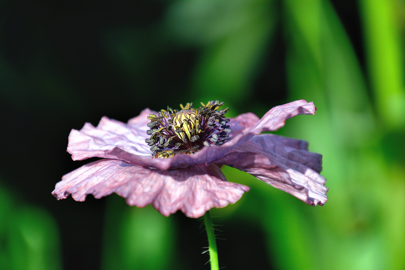 Mohn*Tag