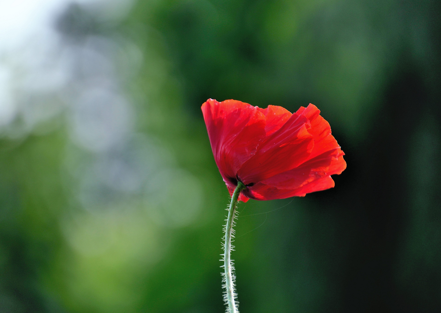 Mohn*Tag