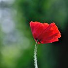 Mohn*Tag