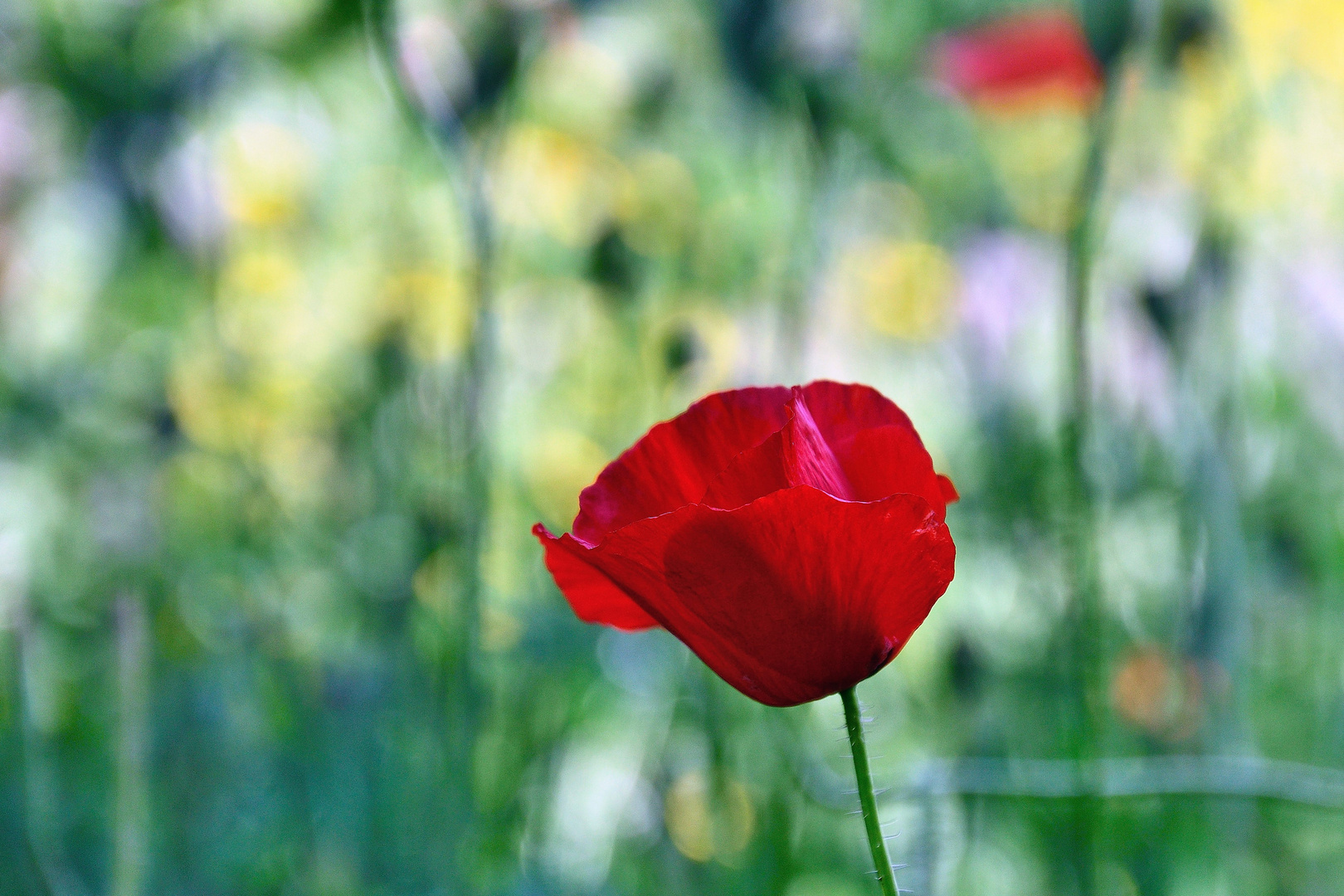 Mohn*Tag