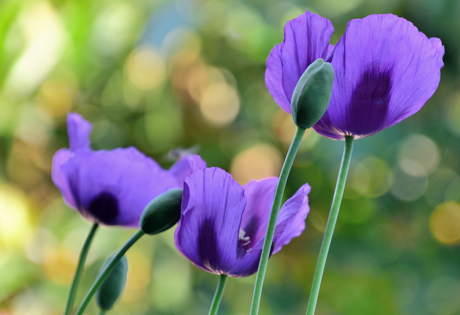 Mohn*Tag