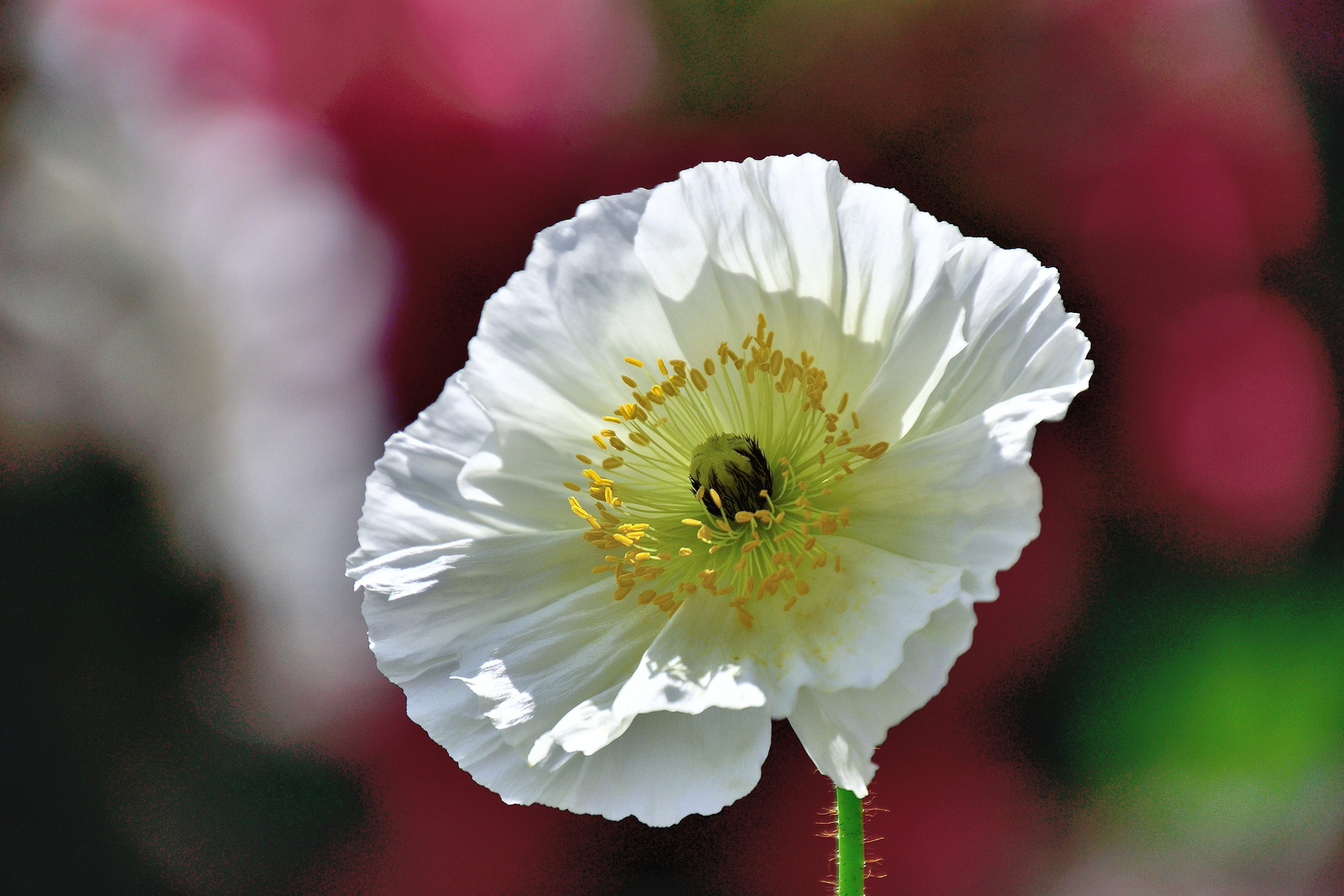 Mohn*Tag