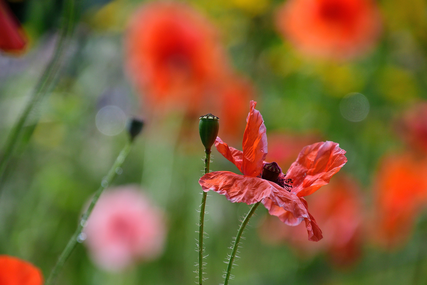 Mohn*Tag