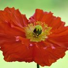 Mohn*Tag