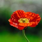 MOHN*Tag