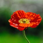 MOHN*Tag