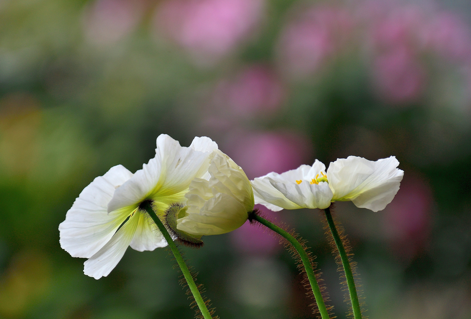 Mohn*Tag