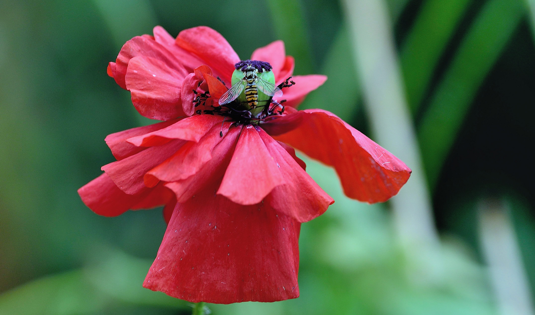 Mohn*Tag