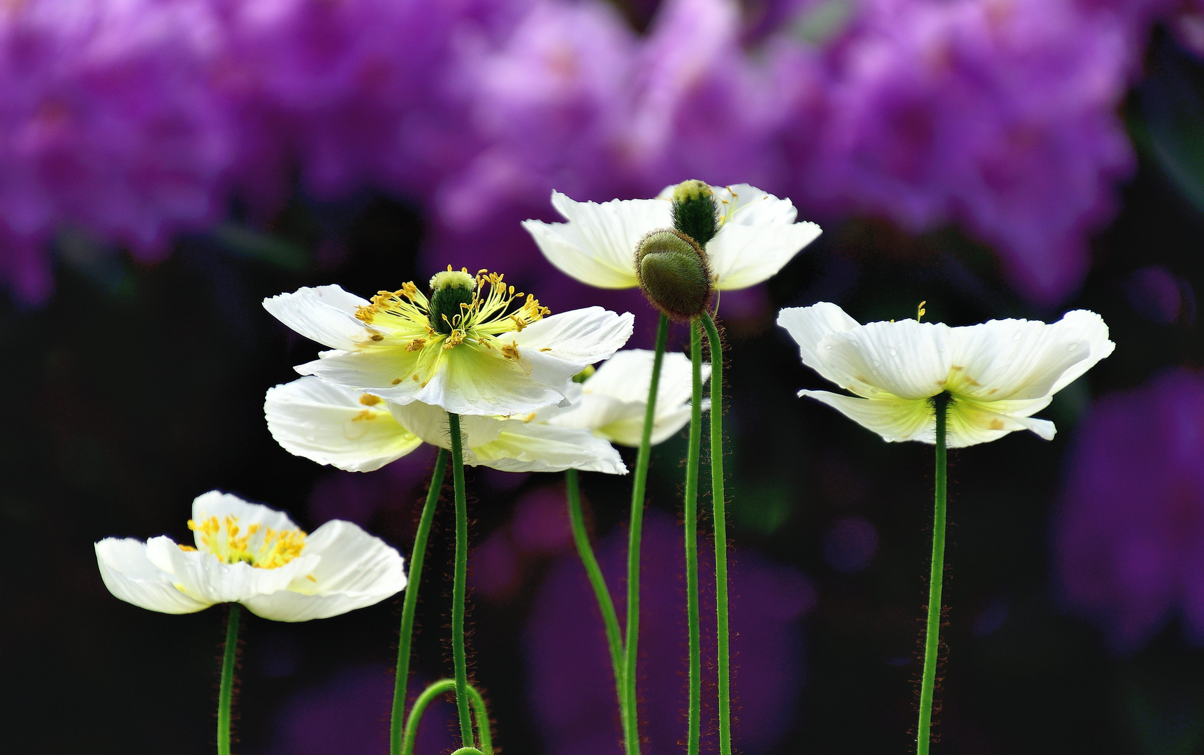 Mohn*Tag