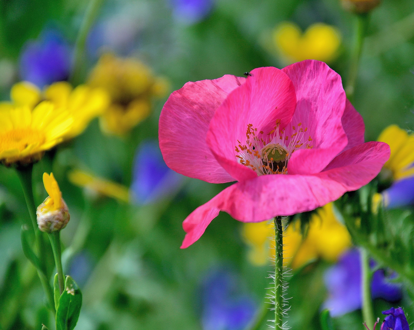 Mohn*Tag