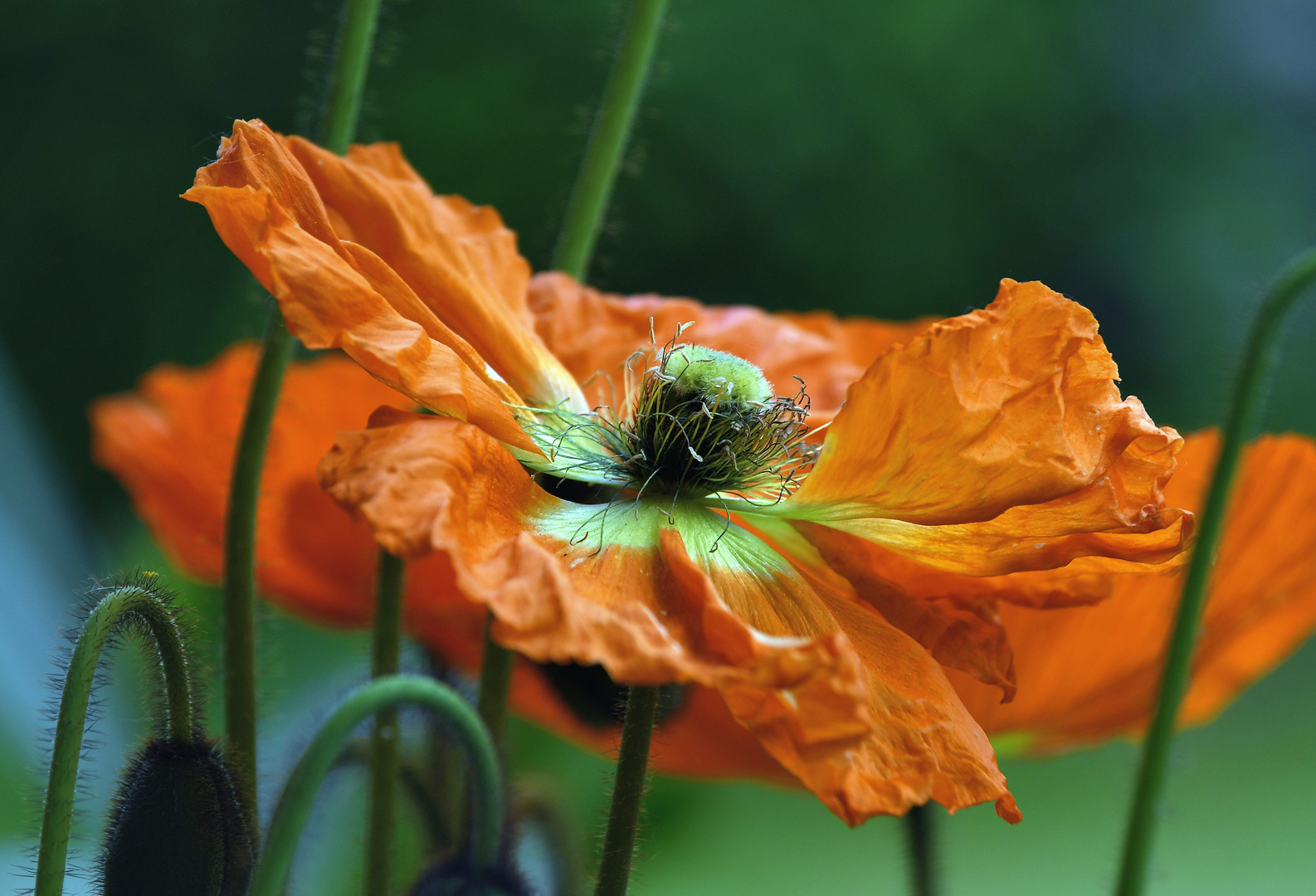 Mohn*Tag