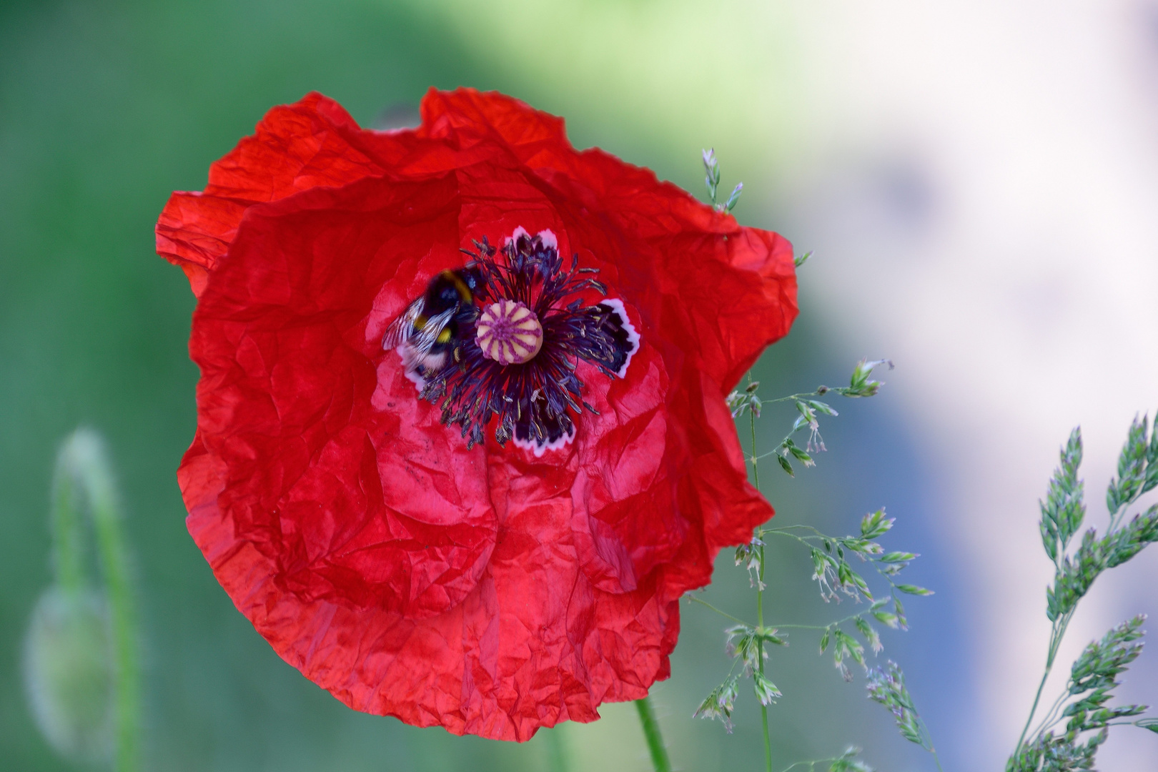 Mohn*Tag