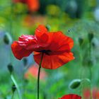 Mohn*Tag