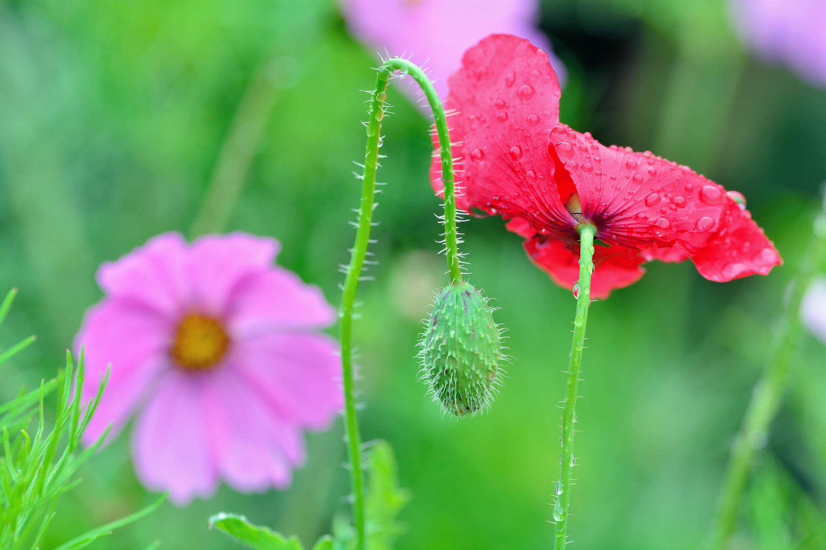 Mohn*Tag