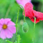 Mohn*Tag