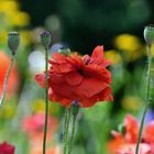 Mohn*Tag