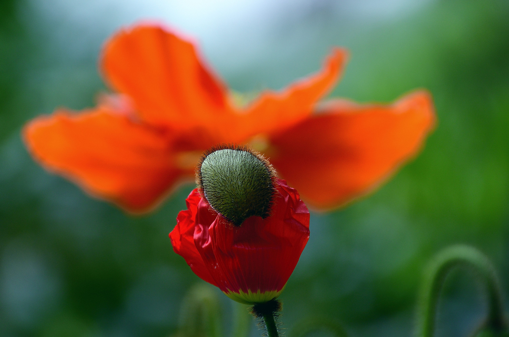 Mohn*Tag