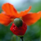 Mohn*Tag