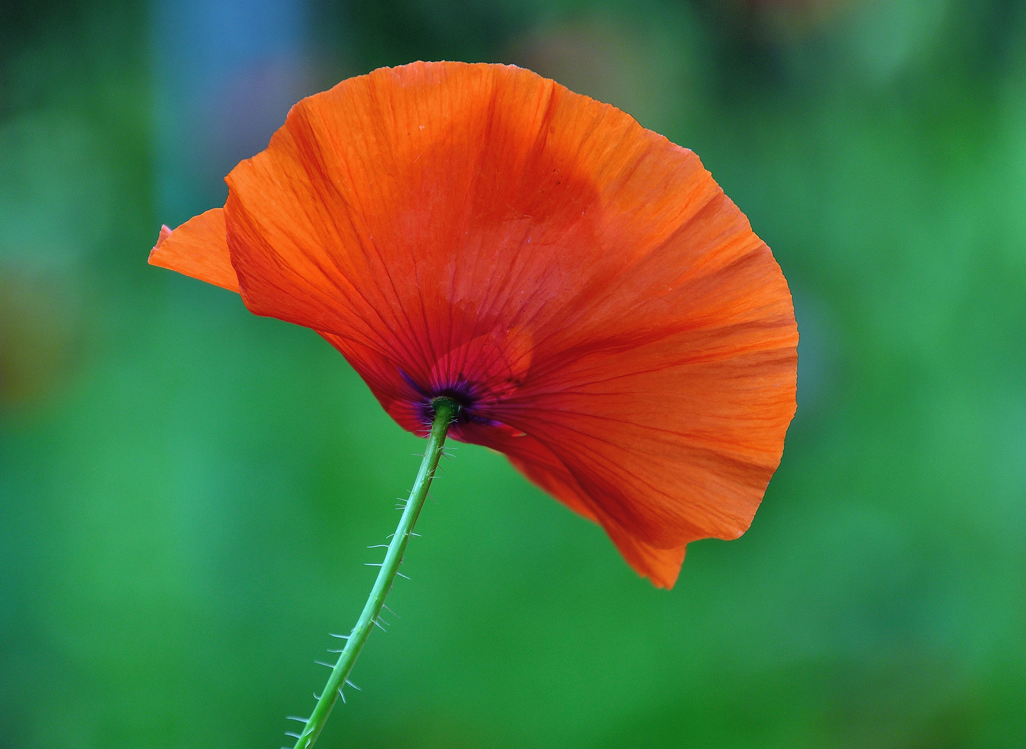 Mohn*Tag