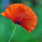 Mohn*Tag