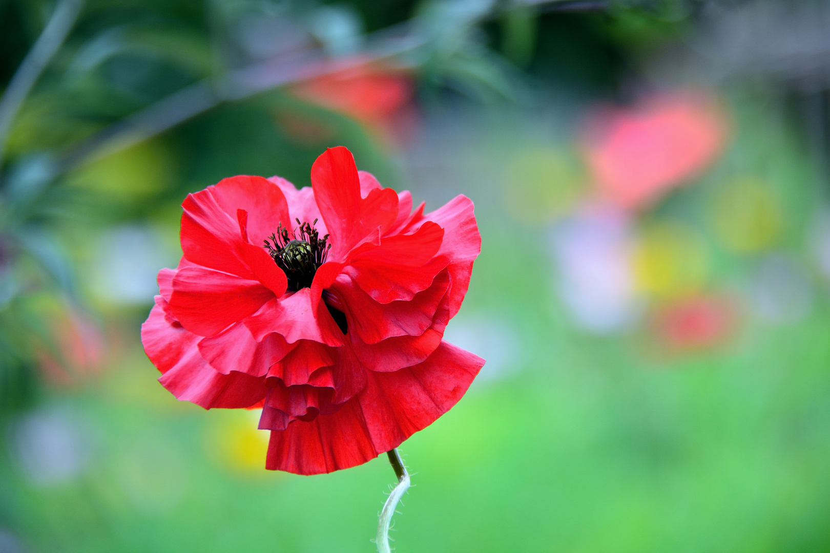 Mohn*Tag