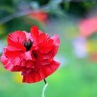 Mohn*Tag