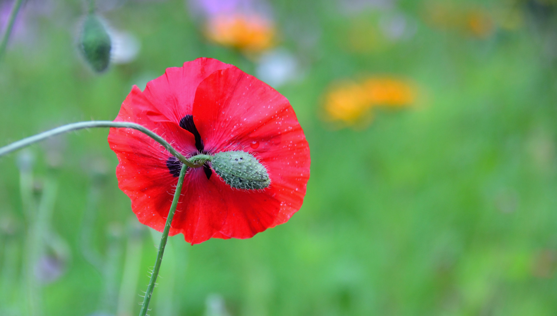 Mohn*Tag