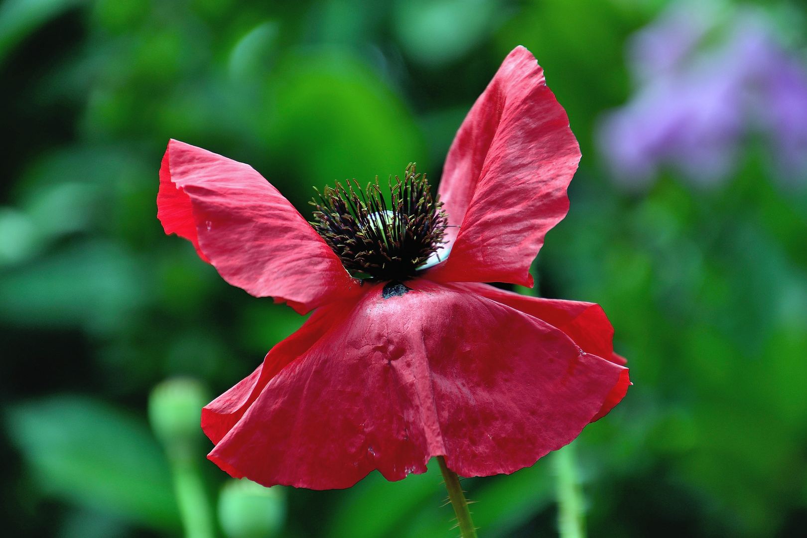 Mohn*Tag