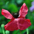 Mohn*Tag