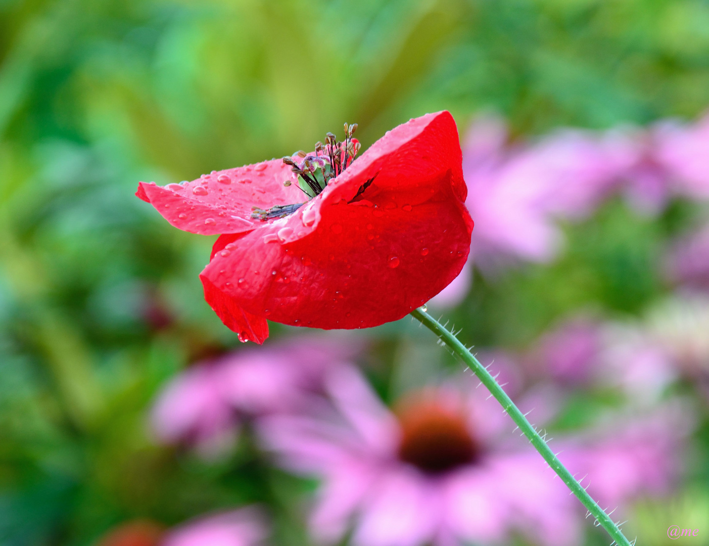 Mohn*Tag