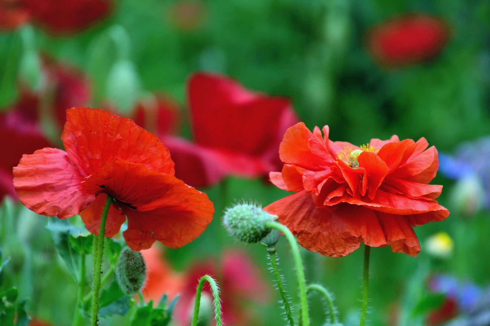 Mohn*Tag 