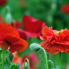 Mohn*Tag 