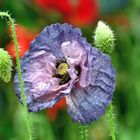 Mohn*Tag