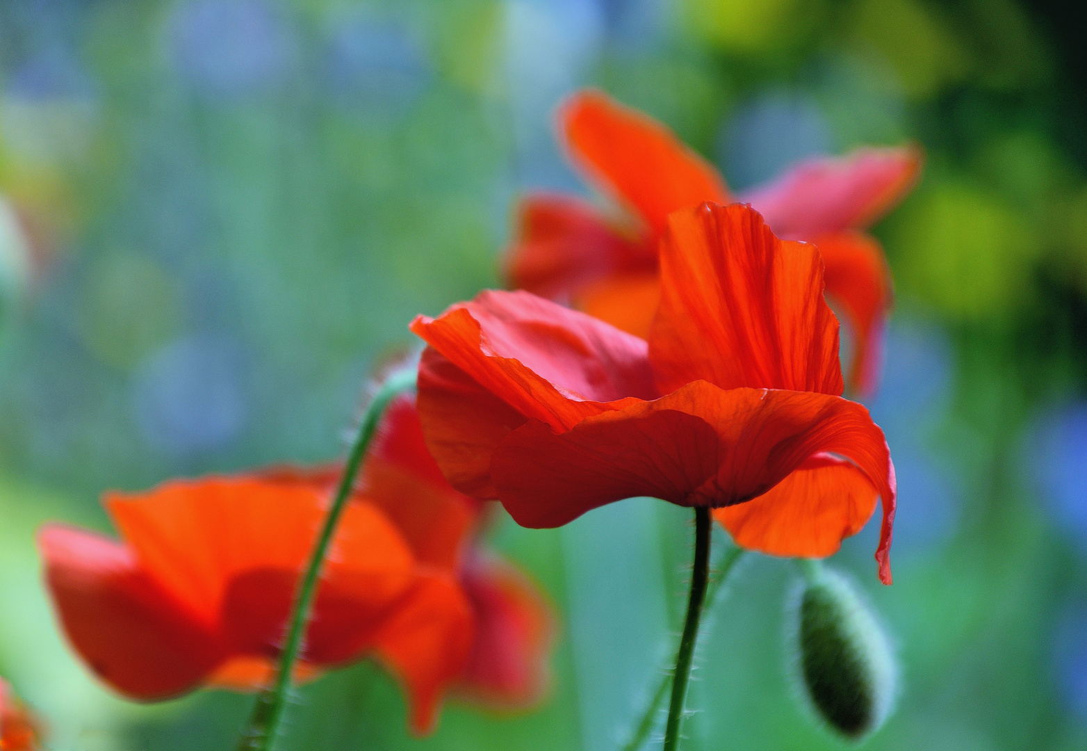 Mohn*Tag