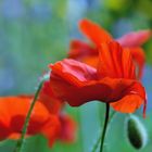 Mohn*Tag