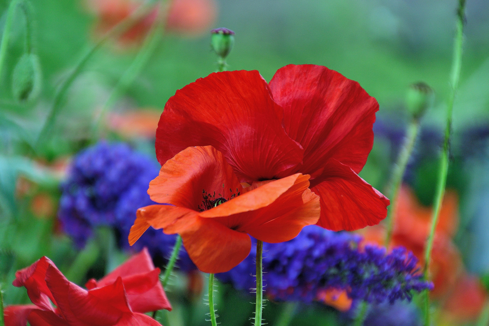 Mohn*Tag