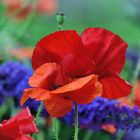 Mohn*Tag