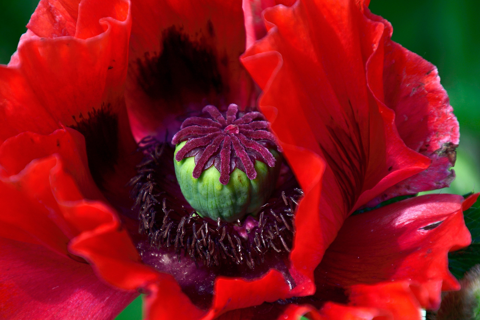 Mohn*Tag