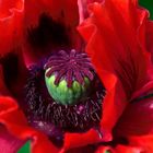 Mohn*Tag